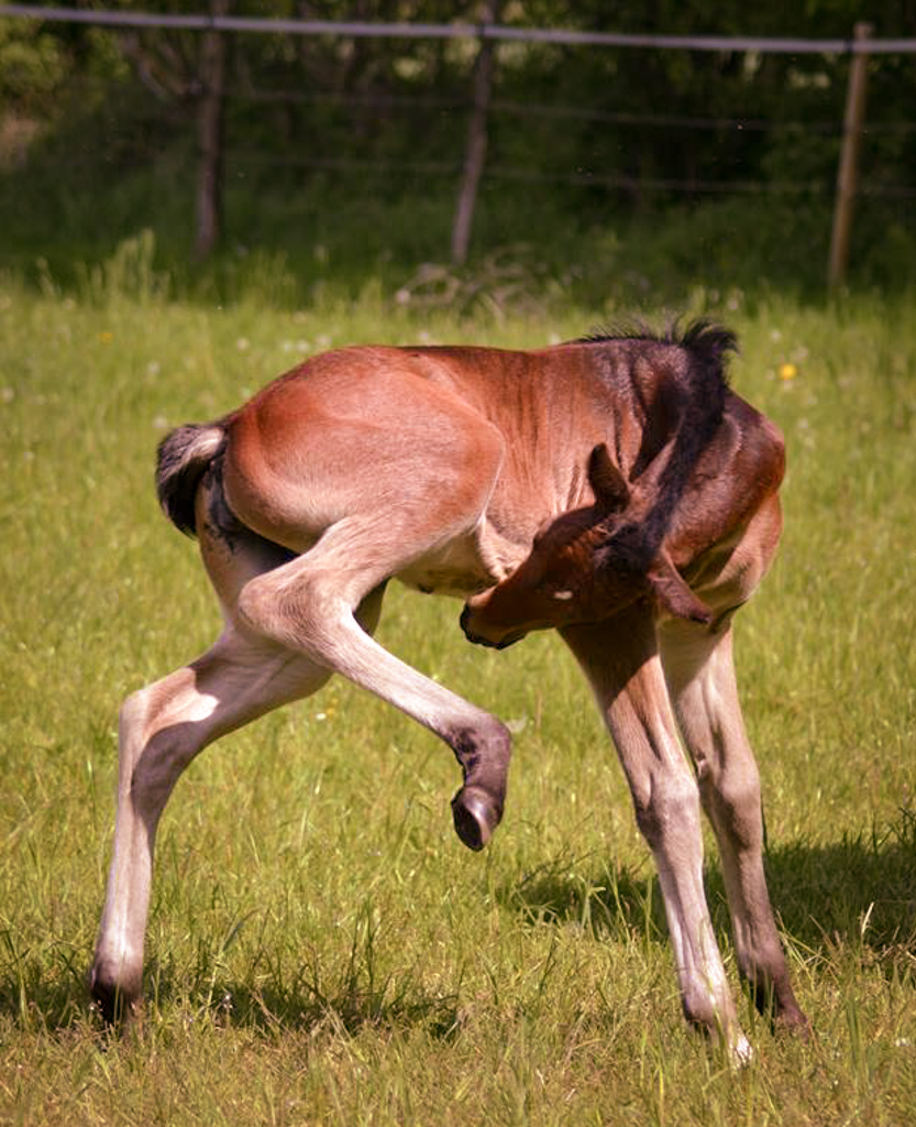 Fohlen auf einer Weide